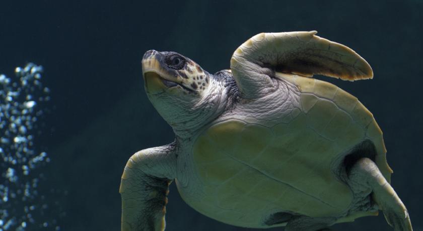 Leonardo Royal Hotel Бирмингам Екстериор снимка "I am a sea turtle. I am a sea turtle. I am a sea turtle."